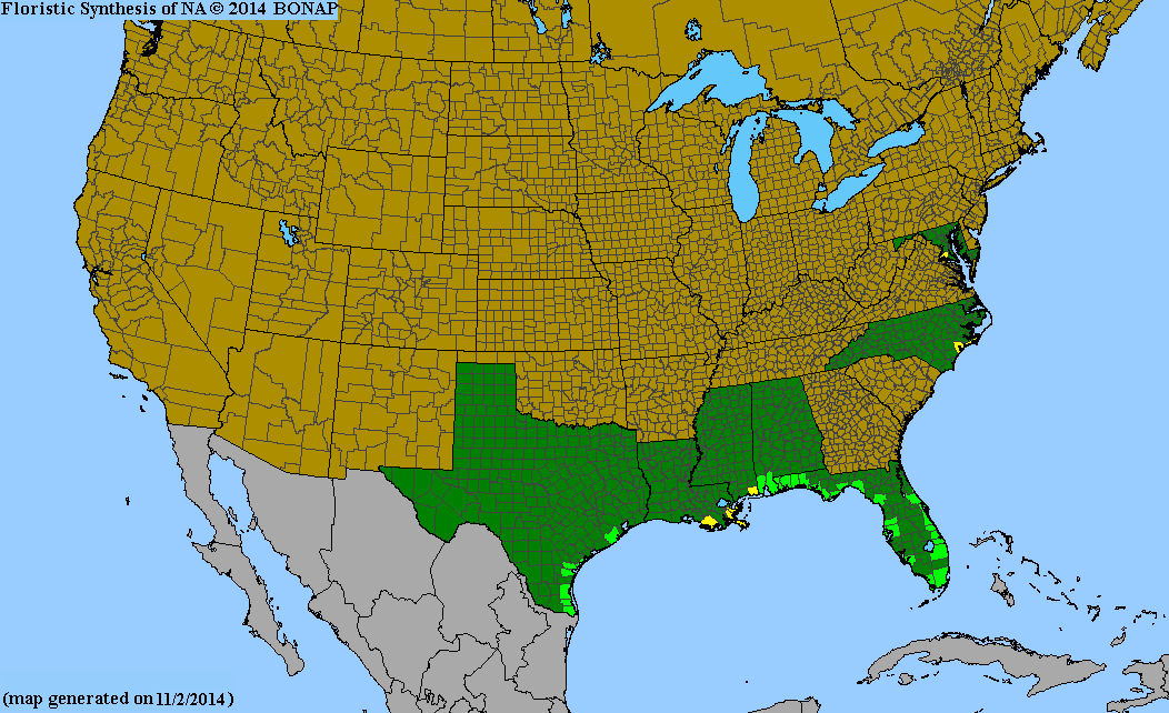 Halodule wrightii Wikipedia